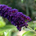 Budleja Dávidova (Buddleja Davidii) ´BLACK KNIGHT´ - výška 30-40 cm, kont. C3L
